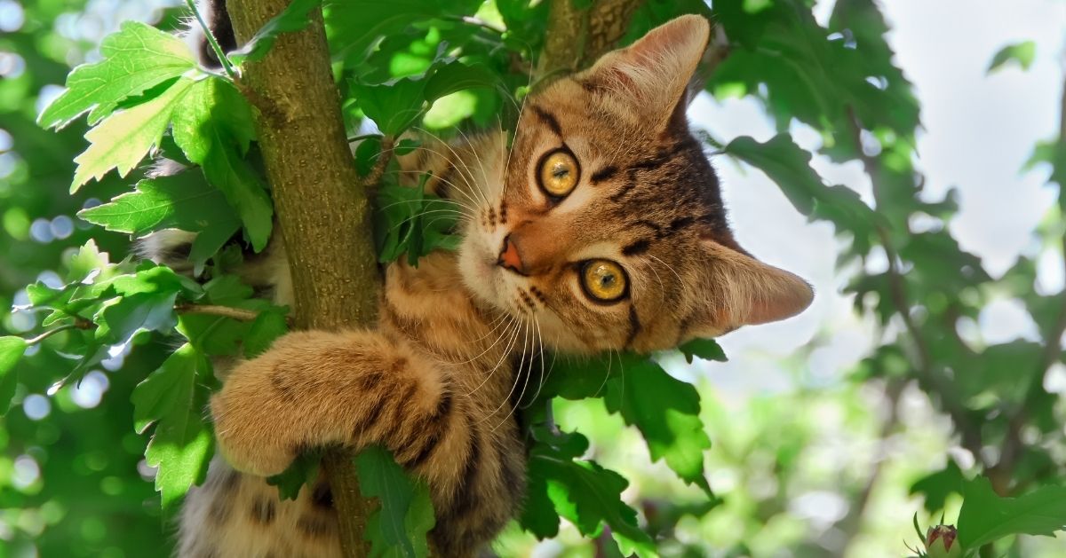 Why Do Cats Like to Climb Trees? A Kitty’s Point of View!